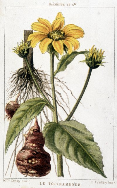 Botanische plaat die een aardpeer voorstelt door Unknown artist