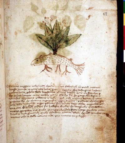 Botanische plaat die het gras 