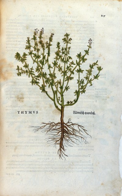 Botanische plaat: Tijm (Thymus) Herbarium door Leonard Fuchs, 