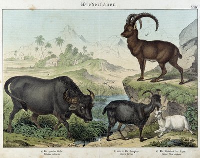 Buffel, geit, geit en steenbok - in 