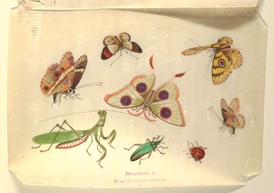 Vlinders en andere insecten door Unknown artist