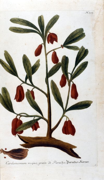Kardemom. Gravure uit de 18e eeuw. door Unknown artist