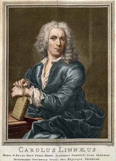 Carl Von Linné Zweedse natuuronderzoeker en schrijver (1707 - 1778) door Unknown artist