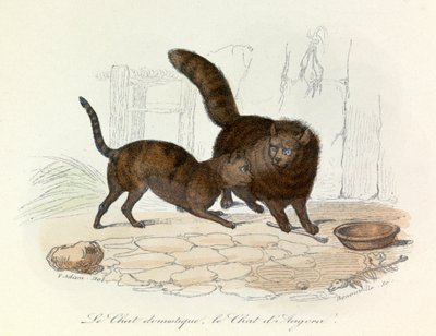 Katten: Tamme en Angora; Cuvier en Linnaean classificatie (gravure) door Unknown artist