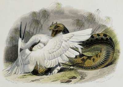 Ceraste (slang van de adderfamilie) die een vogel slaat. 19e-eeuwse gravure naar de tekening van de Franse natuuronderzoeker Lacepede (1756-1709) door Unknown artist