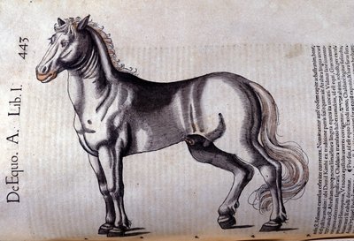 Paard in Historia Animalium door Conrad Gesner (1516 - 1565), Tiguri door Unknown artist
