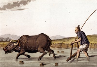 China, rijstgewassen ploegen met runderen - in “Het Oude en Moderne Kostuum” door Jules Ferrario door Unknown artist