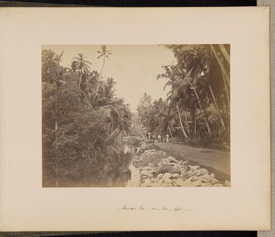 Cacao-notenboomgaard bij Galle, Ceylon door Unknown artist