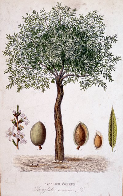 Gewone amandelboom - botanische plaat door Unknown artist