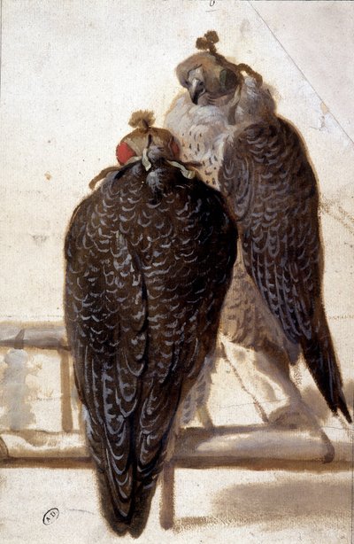 Koppel valken. 18e-eeuwse tekening door Unknown artist