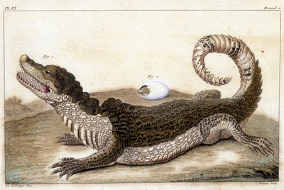Krokodil van Suriname (Cayman) - in 
