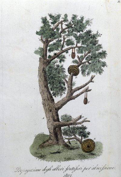 Snoeisysteem voor de ontwikkeling van fruitbomen. Plaat uit 