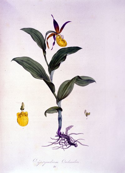 Cypripedium calceolus: type orchidee. door Unknown artist