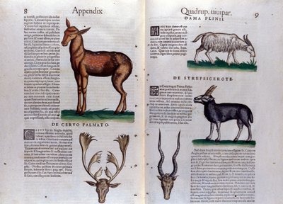 Hert en antilope - in Historia Animalium door Conrad Gesner (1516 - 1565), Tiguri door Unknown artist