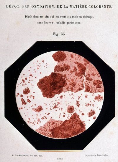 Afscheiding, door oxidatie, van de kleurstof: afzetting in een zicht dat zes maanden zonder bloemen of enige ziekte is geleegd. 400/1 microscopisch zicht. Studie over wijn 1866 door Pasteur. door Unknown artist