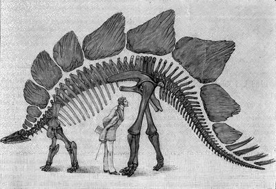 Dinosaurusskelet: Stegosaurus ungulatus, Maart. Boven-Jura van de Rocky Mountains. Reproductie van de tekening gecommuniceerd door de heer March aan Albert Gaudry van het Instituut. Gravure in La Nature: revue des sciences et de leurs applications. door Unknown artist