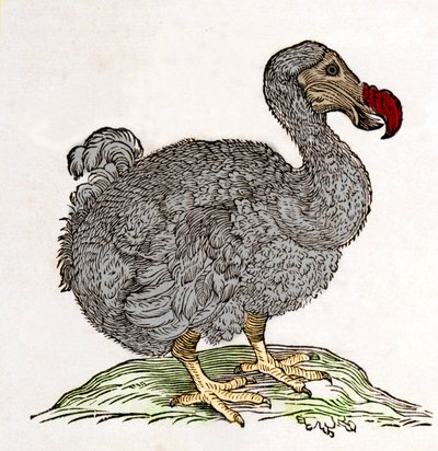 Dodo of Dronte. Uitgestorven vogel door Unknown artist