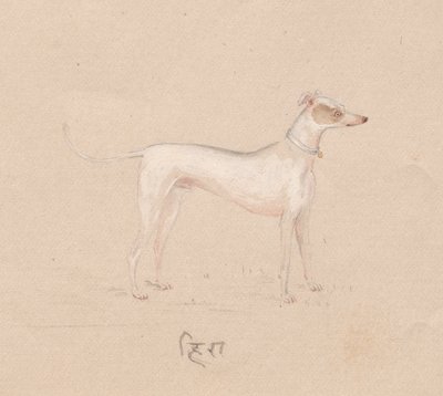 Hond door Unknown artist