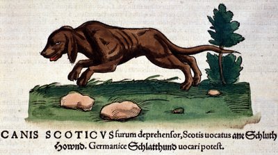 Hond uit de Historia Animalium door Conrad Gesner, Tiguri 1560. Biblioteca nazionale Braidense. Milaan door Unknown artist