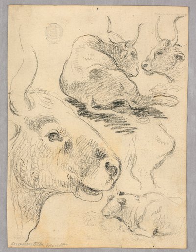 Tekening: Schetsen van koeien door Unknown artist