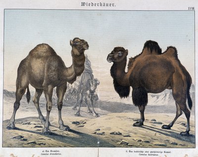 Dromedaris en kameel - in "Natural histories of mammals", uitgegeven door Schreiber, München door Unknown artist