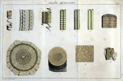 Elementaire organen: in 