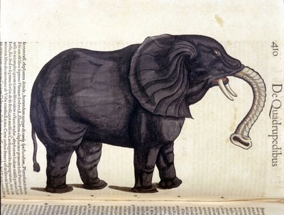 Olifant uit de Historia Animalium door Conrad Gesner, Tiguri 1560. Biblioteca nazionale Braidense. Milaan door Unknown artist