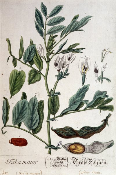 Faba Major (moerasboon) - botanische plaat door Unknown artist