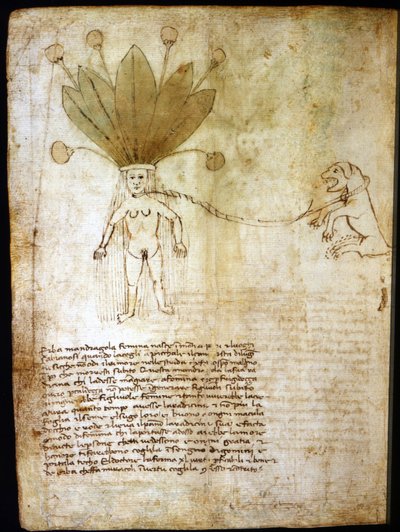 Vrouwelijke alruin, geëxtraheerd uit een kruid uit de 14e eeuw door Unknown artist