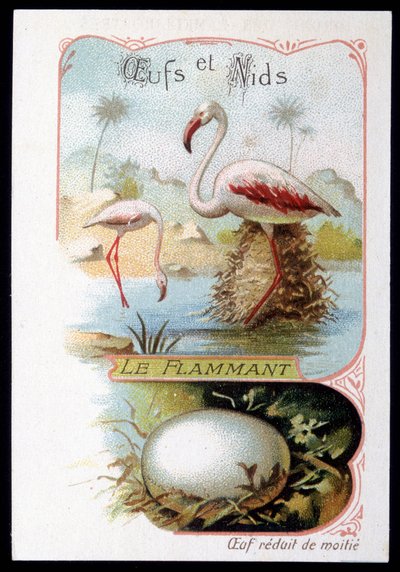 Flamingo - Eieren en Nesten. 19e eeuw chromolithografie door Unknown artist