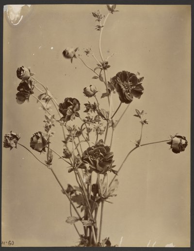 [Bloemrijke studie] door Unknown artist