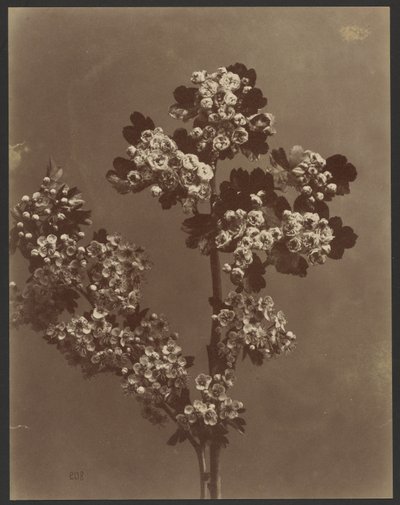 [Bloemenstudie met meerdere bloemtrossen]. door Unknown artist