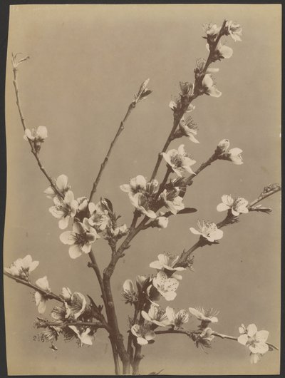 [Bloemstudie met kleine witte bloemen] door Unknown artist
