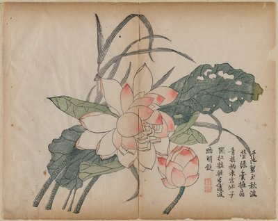 Bloeiende Lotus en Knop door Unknown artist