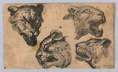 Vier studies van luipaardkoppen door Unknown artist