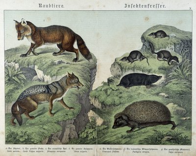 Vossen, zilvervossen, spitsmuizen, mol en egel - in 
