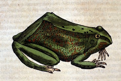 Kikker uit de Historia Animalium door Conrad Gesner, Tiguri 1560. Biblioteca nazionale Braidense. Milaan door Unknown artist