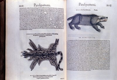 Pelsdieren - in Historia Animalium door Conrad Gesner (1516 - 1565), Tiguri door Unknown artist