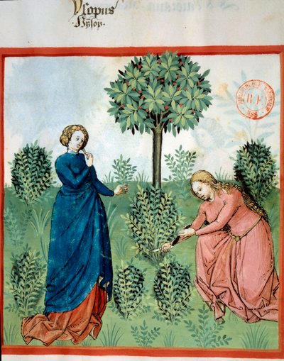 Verzamel hyssop. Twee vrouwen snijden takken van hyssop. Miniatuur in 