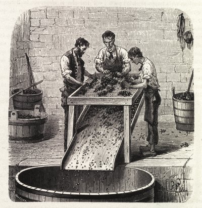 Het sorteren van de druiven op een rooster tijdens het proces van het maken van wijn van superieure kwaliteit uit Bourgondië. Gravure uit het einde van de 19e eeuw door Unknown artist