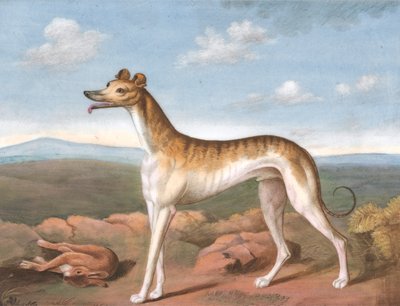 Windhond: naar links gericht, met een dode haas aan zijn voeten door Unknown artist