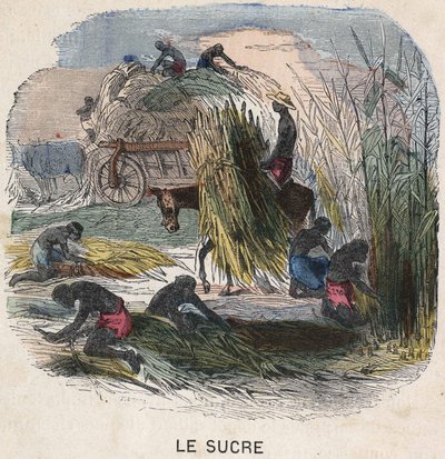 Suikerriet oogsten in de West-Indië. Illustratie uit de 19e eeuw, Bianchetti collectie door Unknown artist