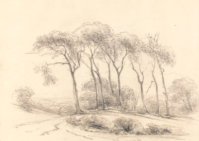Hoge Bomen door Unknown artist