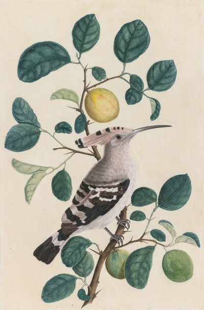Hop op een Citrusboomtak door Unknown artist