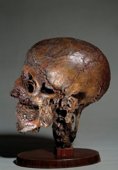 Menselijk anatomisch hoofd gemaakt door middel van waxinjecties. 18e eeuw door Unknown artist