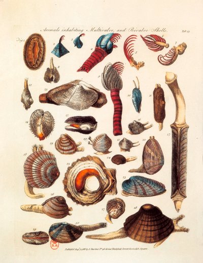 Geïllustreerde pagina die de verschillende soorten tweekleppige en meerkleppige dieren voorstelt, uit de verhandelingen "The Genera Vermium" door Unknown artist