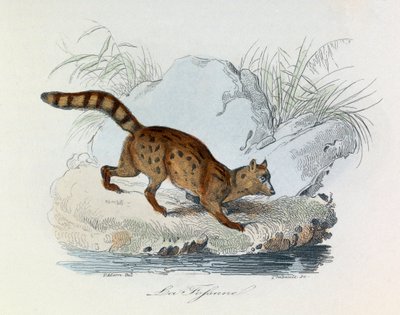 Illustratie uit het boek "Complete Works of Buffon": Les Quadrupedes: La fossane (gravure) door Unknown artist