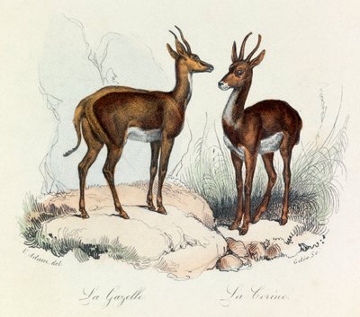 Illustratie uit het boek "Complete Works of Buffon": Les Quadrupedes: La gazelle et la corine (gravure) door Unknown artist