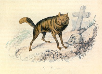 Illustratie uit het boek "Complete Works of Buffon": Les Quadrupedes: La hyene (gravure) door Unknown artist