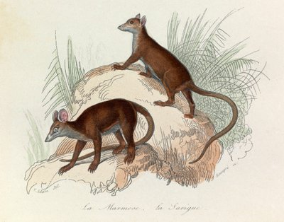 Illustratie uit het boek "Complete Works of Buffon": Les Quadrupedes: La marmot et la sarigue (gravure) door Unknown artist